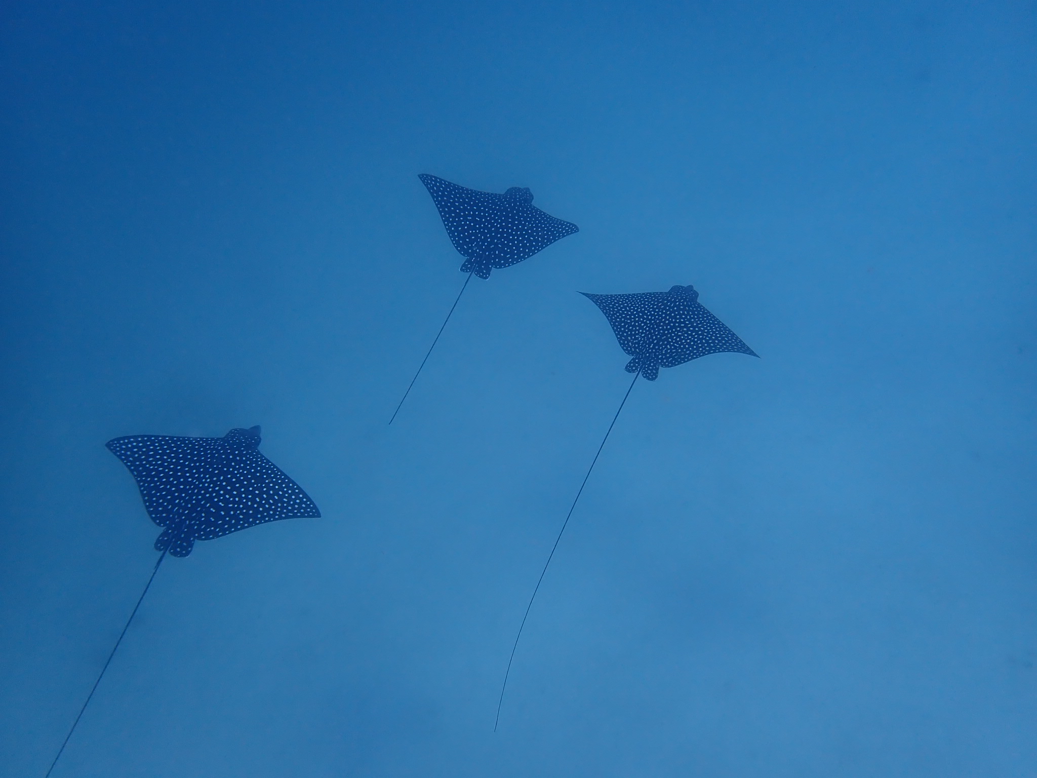 Roatán Scuba Diving — Intro Dive (No Cert Needed)