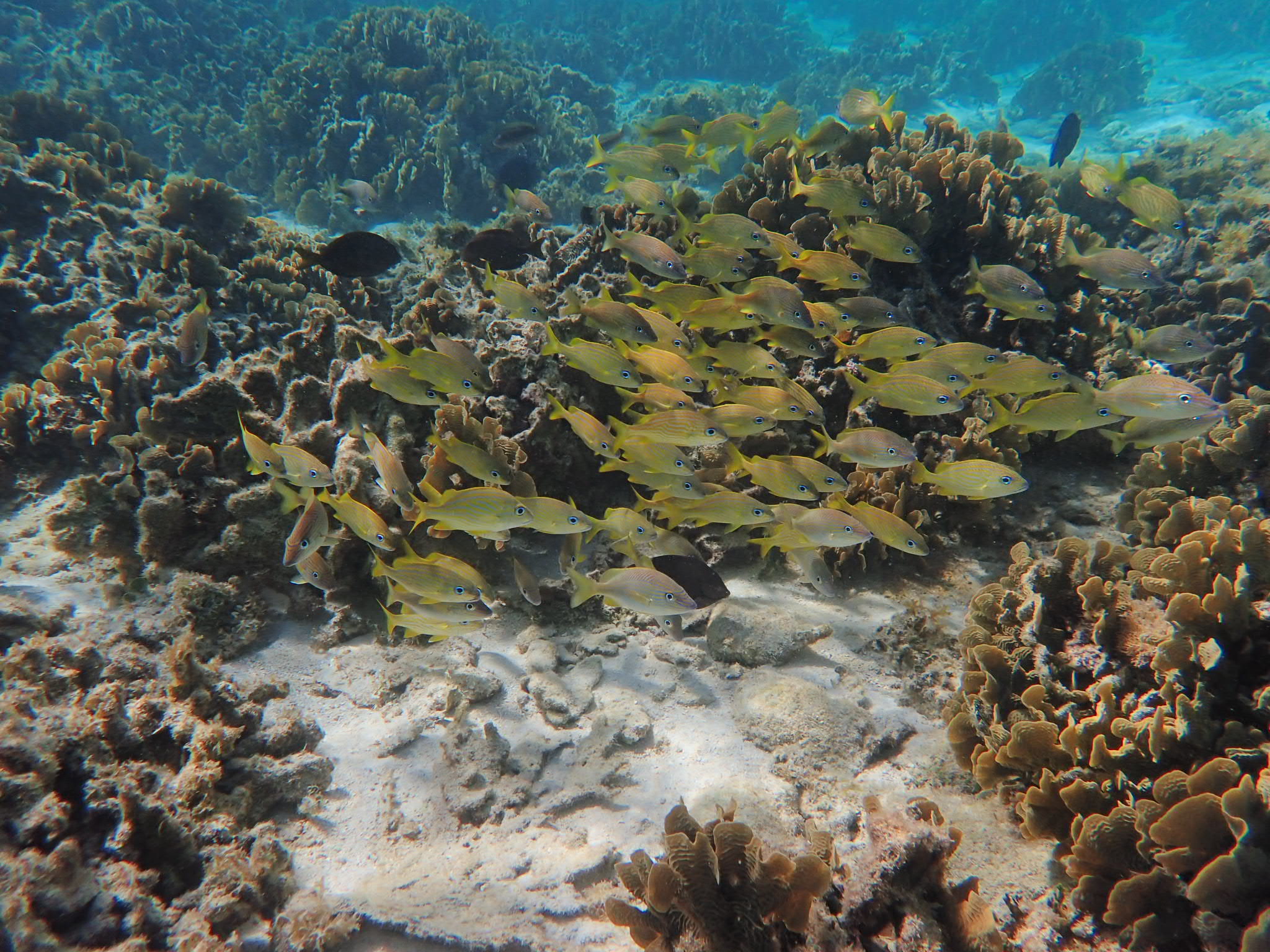 Certified 2-Tank Scuba Dive — Roatán Reef Wall