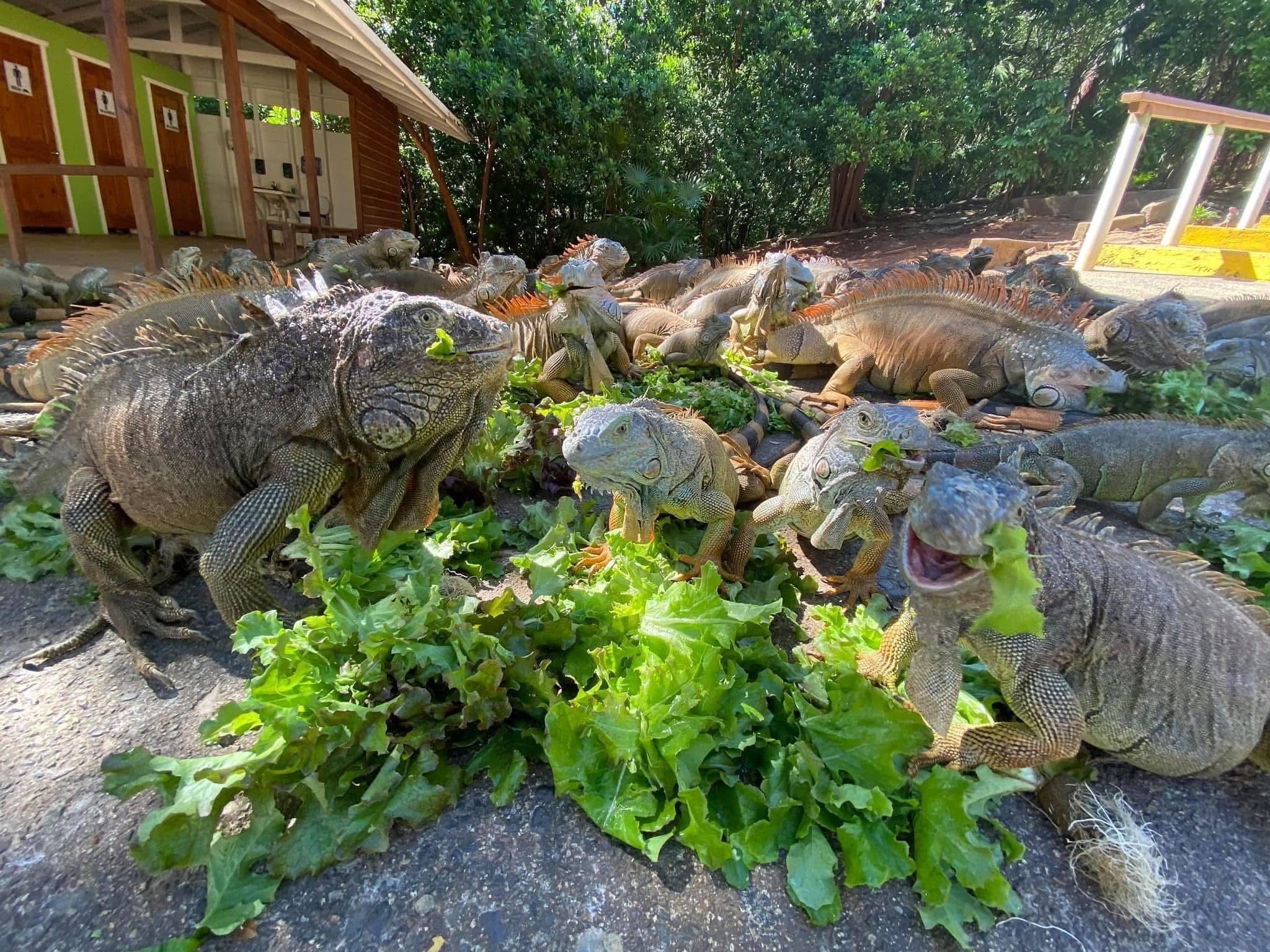 Roatan Island Highlights â€“ Jungle, Wildlife & West Bay in One Day