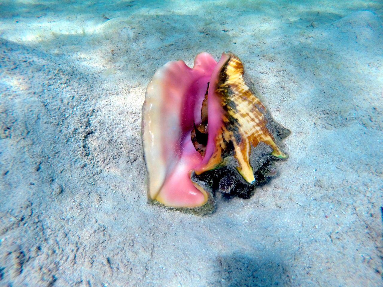 Beginner Snorkeling — Mesoamerican Reef
