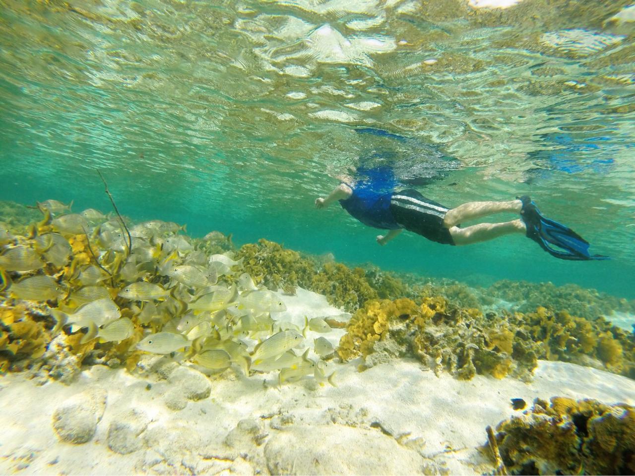 Wildlife Hangout & Snorkel — Best Value